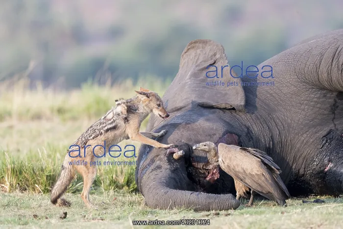 : Afrique, Afrique australe, Bostwana, Parc national : Afrique, Afrique australe, Bostwana, Parc national