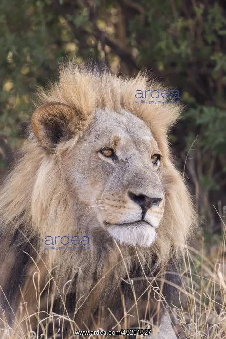 : Afrique, Afrique australe, Bostwana, Parc national : Afrique, Afrique australe, Bostwana, Parc national