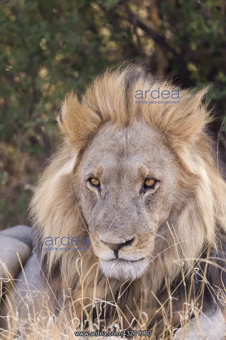: Afrique, Afrique australe, Bostwana, Parc national : Afrique, Afrique australe, Bostwana, Parc national