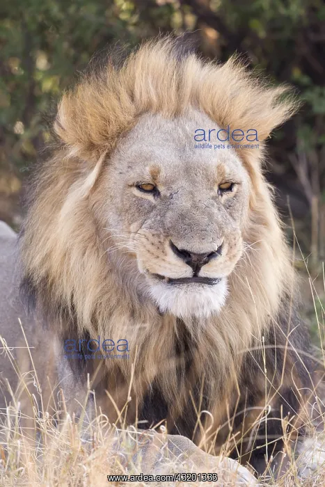 : Afrique, Afrique australe, Bostwana, Parc national : Afrique, Afrique australe, Bostwana, Parc national