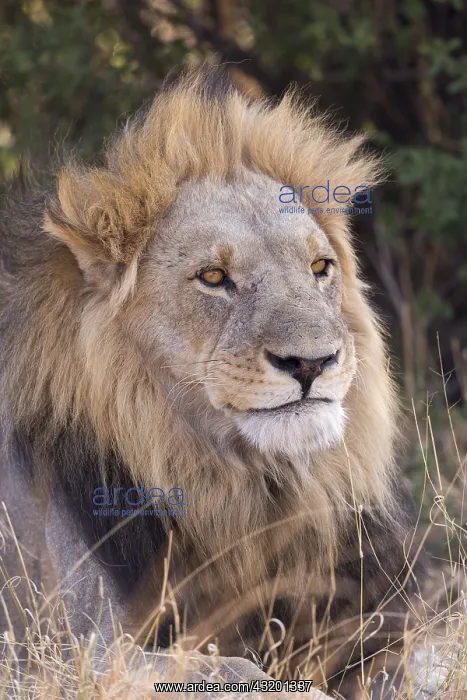 : Afrique, Afrique australe, Bostwana, Parc national : Afrique, Afrique australe, Bostwana, Parc national