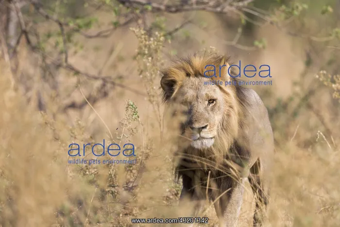 : Afrique, Afrique australe, Bostwana, Parc national : Afrique, Afrique australe, Bostwana, Parc national