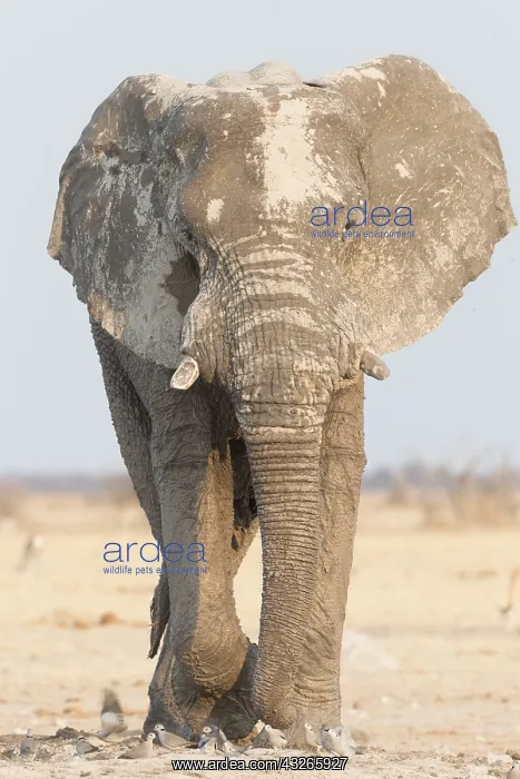 : Afrique, Afrique australe, Bostwana, Parc National : Afrique, Afrique australe, Bostwana, Parc National