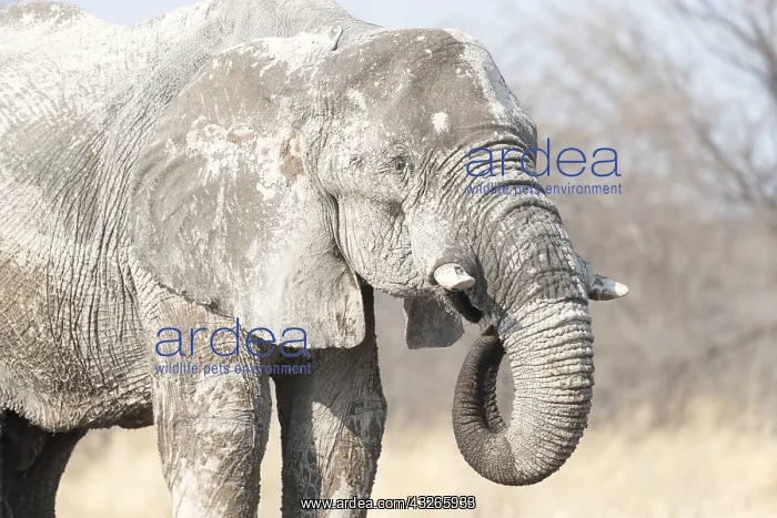 : Afrique, Afrique australe, Bostwana, Parc National : Afrique, Afrique australe, Bostwana, Parc National