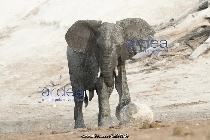 : Afrique, Afrique australe, Bostwana, Parc national : Afrique, Afrique australe, Bostwana, Parc national