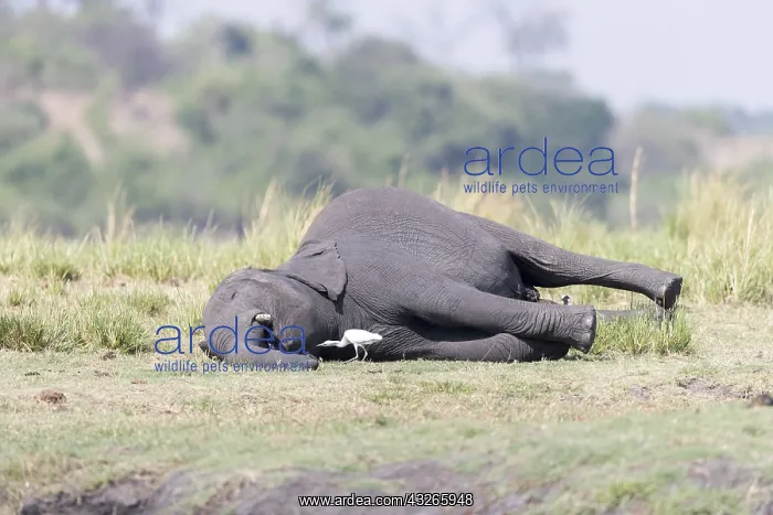  : Afrique, Afrique australe, Bostwana, Parc national
