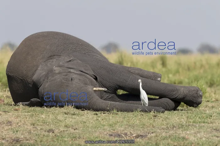 : Afrique, Afrique australe, Bostwana, Parc national : Afrique, Afrique australe, Bostwana, Parc national