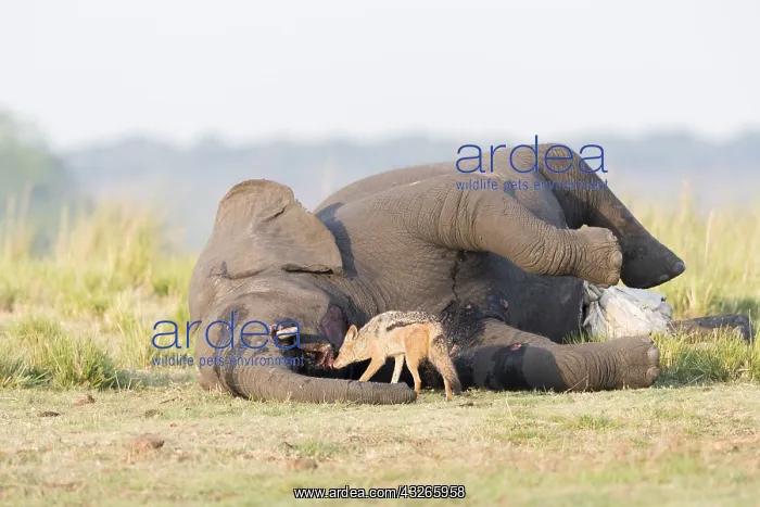 : Afrique, Afrique australe, Bostwana, Parc national : Afrique, Afrique australe, Bostwana, Parc national