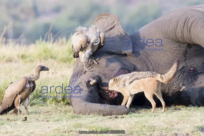 : Afrique, Afrique australe, Bostwana, Parc national : Afrique, Afrique australe, Bostwana, Parc national