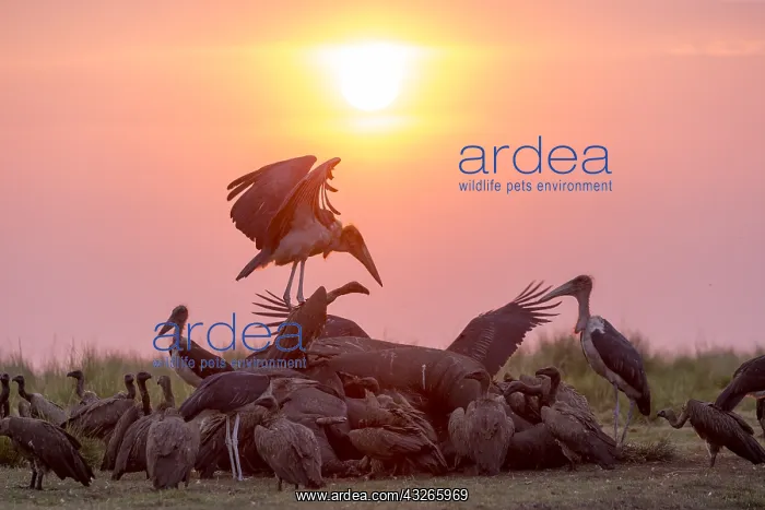 : Afrique, Afrique australe, Bostwana, Parc national : Afrique, Afrique australe, Bostwana, Parc national