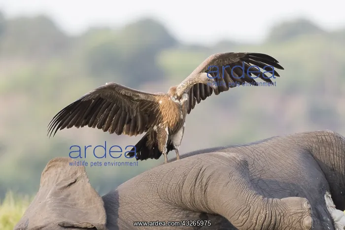 : Afrique, Afrique australe, Bostwana, Parc national : Afrique, Afrique australe, Bostwana, Parc national