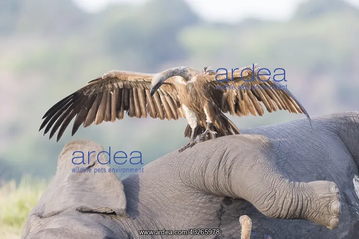  : Afrique, Afrique australe, Bostwana, Parc national