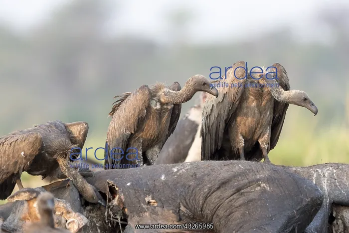 : Afrique, Afrique australe, Bostwana, Parc national : Afrique, Afrique australe, Bostwana, Parc national