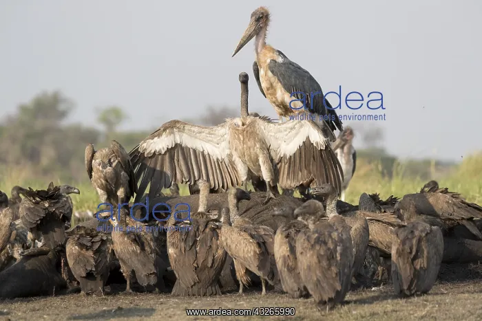 : Afrique, Afrique australe, Bostwana, Parc national : Afrique, Afrique australe, Bostwana, Parc national