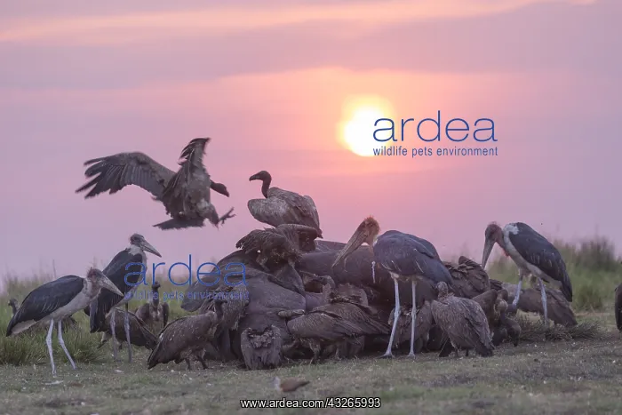 : Afrique, Afrique australe, Bostwana, Parc national : Afrique, Afrique australe, Bostwana, Parc national