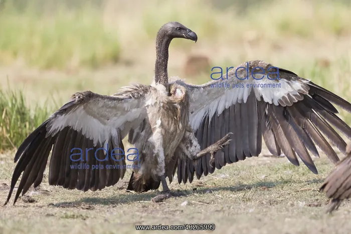 : Afrique, Afrique australe, Bostwana, Parc national : Afrique, Afrique australe, Bostwana, Parc national