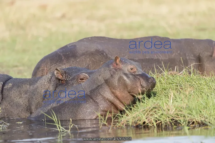: Afrique, Afrique australe, Bostwana, Parc national : Afrique, Afrique australe, Bostwana, Parc national