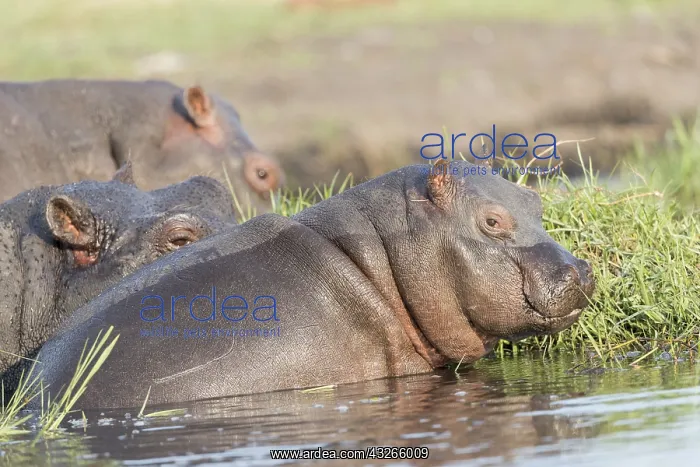 : Afrique, Afrique australe, Bostwana, Parc national : Afrique, Afrique australe, Bostwana, Parc national