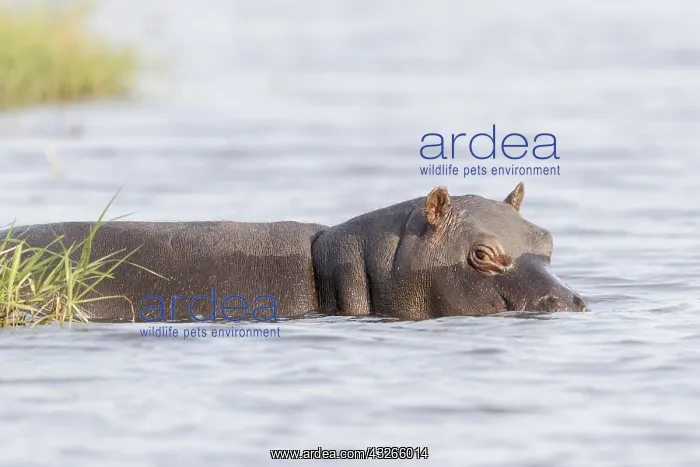  : Afrique, Afrique australe, Bostwana, Parc national