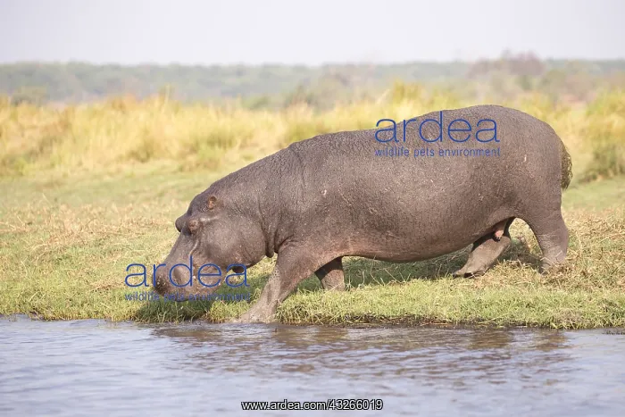 : Afrique, Afrique australe, Bostwana, Parc national : Afrique, Afrique australe, Bostwana, Parc national