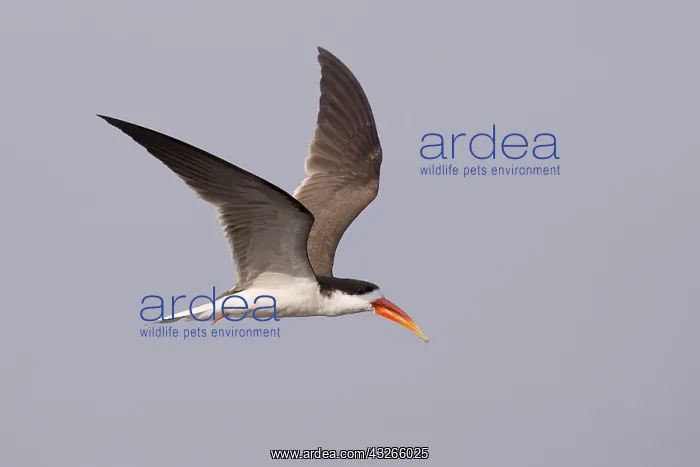 : Afrique, Afrique australe, Bostwana, Parc national : Afrique, Afrique australe, Bostwana, Parc national
