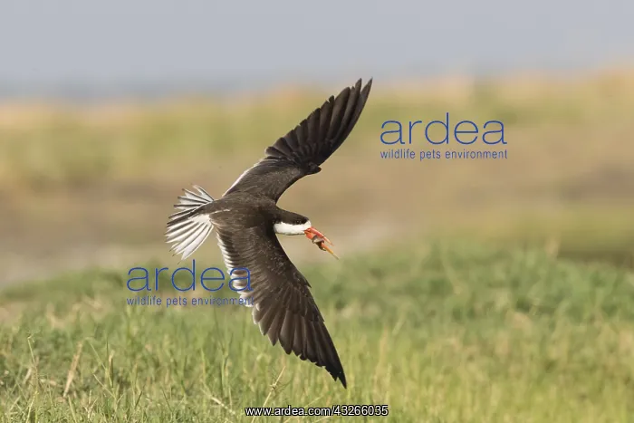 : Afrique, Afrique australe, Bostwana, Parc national : Afrique, Afrique australe, Bostwana, Parc national