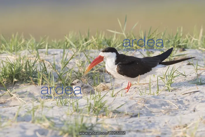 : Afrique, Afrique australe, Bostwana, Parc national : Afrique, Afrique australe, Bostwana, Parc national
