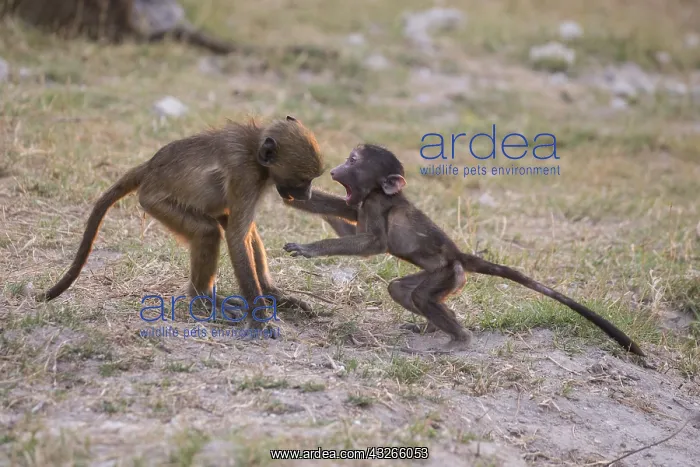 : Afrique, Afrique australe, Bostwana, Parc national : Afrique, Afrique australe, Bostwana, Parc national