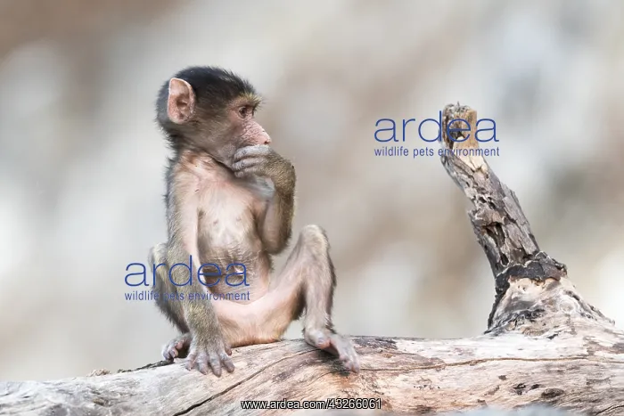 : Afrique, Afrique australe, Bostwana, Parc national : Afrique, Afrique australe, Bostwana, Parc national