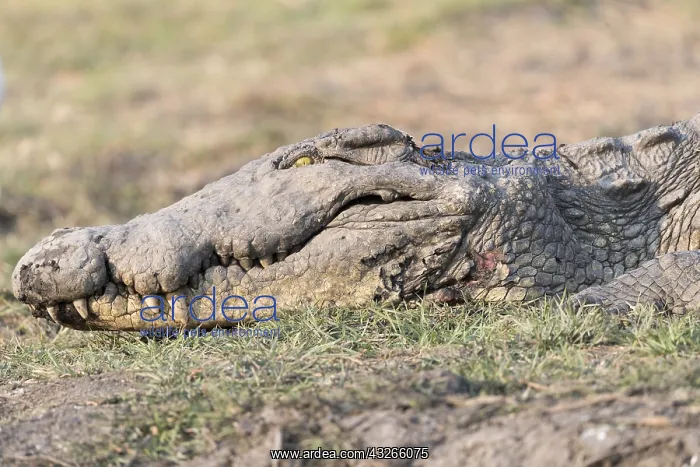 : Afrique, Afrique australe, Bostwana, Parc national : Afrique, Afrique australe, Bostwana, Parc national