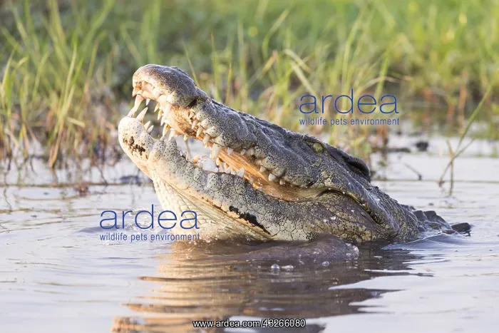 : Afrique, Afrique australe, Bostwana, Parc national : Afrique, Afrique australe, Bostwana, Parc national