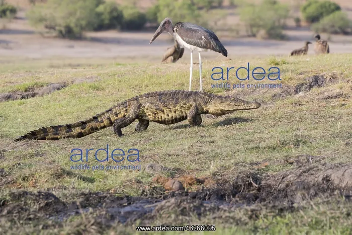 : Afrique, Afrique australe, Bostwana, Parc national : Afrique, Afrique australe, Bostwana, Parc national