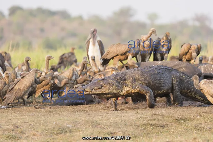 : Afrique, Afrique australe, Bostwana, Parc national : Afrique, Afrique australe, Bostwana, Parc national