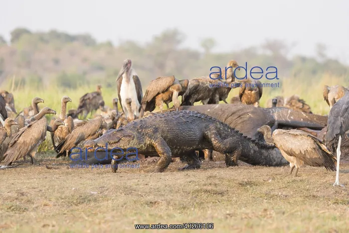 : Afrique, Afrique australe, Bostwana, Parc national : Afrique, Afrique australe, Bostwana, Parc national
