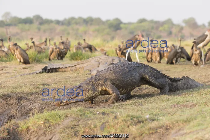 : Afrique, Afrique australe, Bostwana, Parc national : Afrique, Afrique australe, Bostwana, Parc national