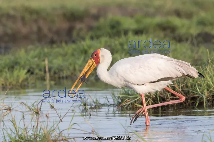 : Afrique, Afrique australe, Bostwana, Parc national : Afrique, Afrique australe, Bostwana, Parc national