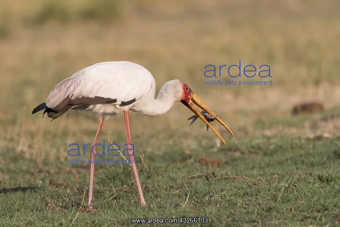 : Afrique, Afrique australe, Bostwana, Parc national : Afrique, Afrique australe, Bostwana, Parc national