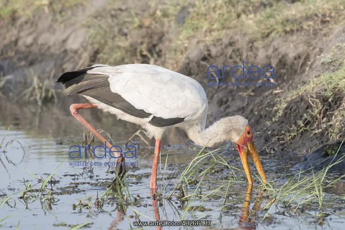 : Afrique, Afrique australe, Bostwana, Parc national : Afrique, Afrique australe, Bostwana, Parc national