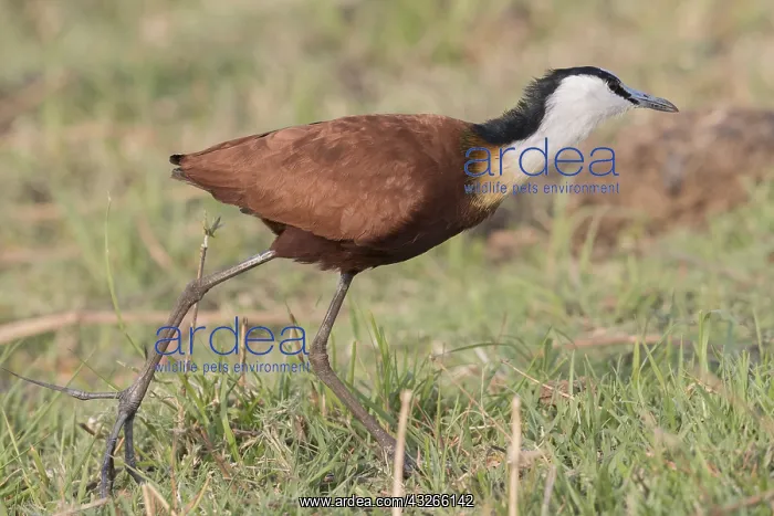 : Afrique, Afrique australe, Bostwana, Parc national : Afrique, Afrique australe, Bostwana, Parc national