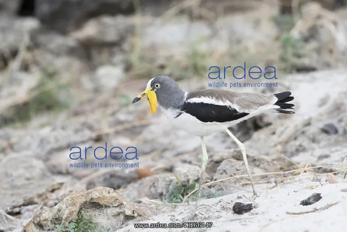 : Afrique, Afrique australe, Bostwana, Parc national : Afrique, Afrique australe, Bostwana, Parc national