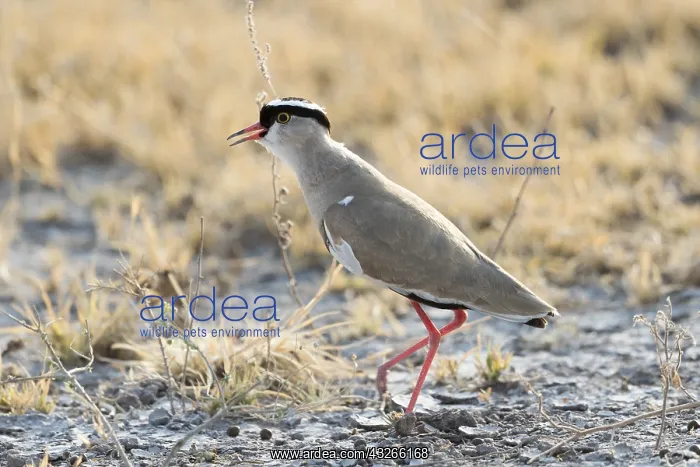 : Afrique, Afrique australe, Bostwana, Parc National : Afrique, Afrique australe, Bostwana, Parc National