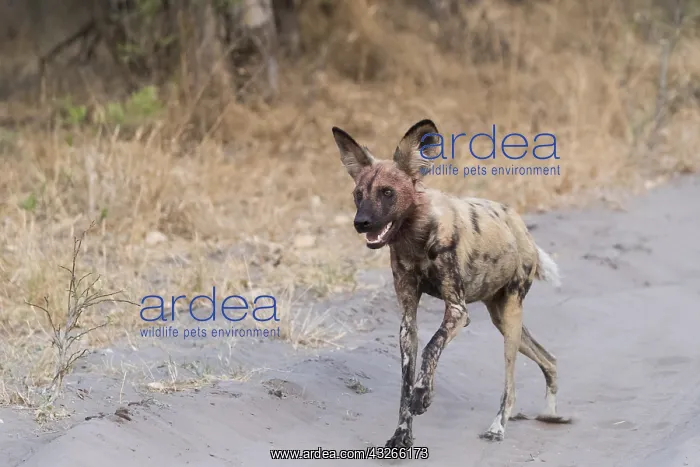 : Afrique, Afrique australe, Bostwana, Parc national : Afrique, Afrique australe, Bostwana, Parc national