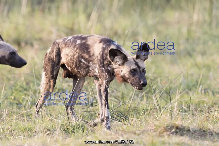 : Afrique, Afrique australe, Bostwana, Parc national : Afrique, Afrique australe, Bostwana, Parc national