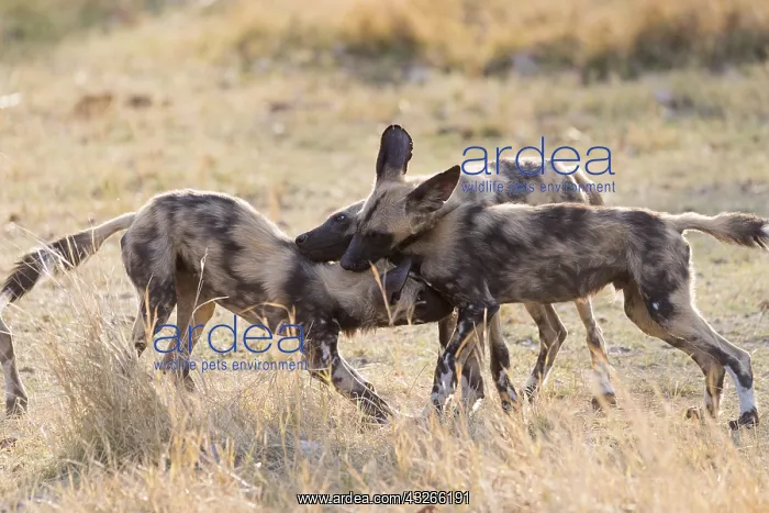 : Afrique, Afrique australe, Bostwana, Parc national : Afrique, Afrique australe, Bostwana, Parc national