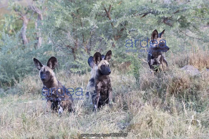 : Afrique, Afrique australe, Bostwana, Parc national : Afrique, Afrique australe, Bostwana, Parc national