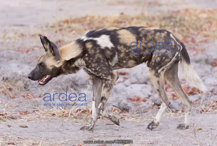 : Afrique, Afrique australe, Bostwana, Parc national : Afrique, Afrique australe, Bostwana, Parc national