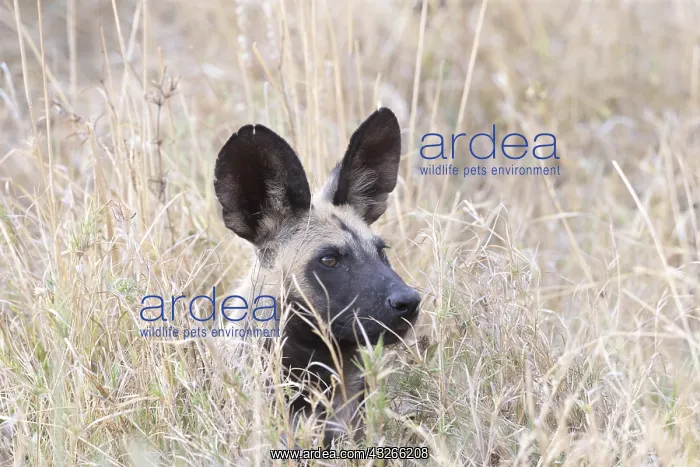 : Afrique, Afrique australe, Bostwana, Parc national : Afrique, Afrique australe, Bostwana, Parc national