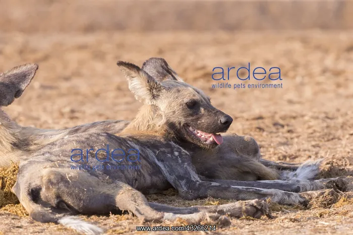 : Afrique, Afrique australe, Bostwana, Parc national : Afrique, Afrique australe, Bostwana, Parc national