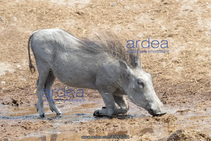 : Afrique, Afrique australe, Bostwana, Parc national : Afrique, Afrique australe, Bostwana, Parc national