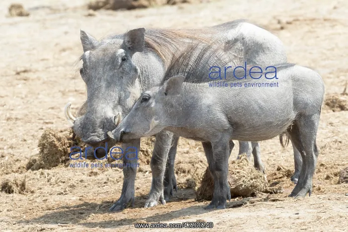 : Afrique, Afrique australe, Bostwana, Parc national : Afrique, Afrique australe, Bostwana, Parc national